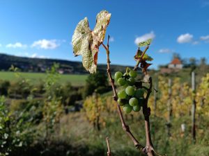 Saxony-Anhalt - Saale-Unsturt